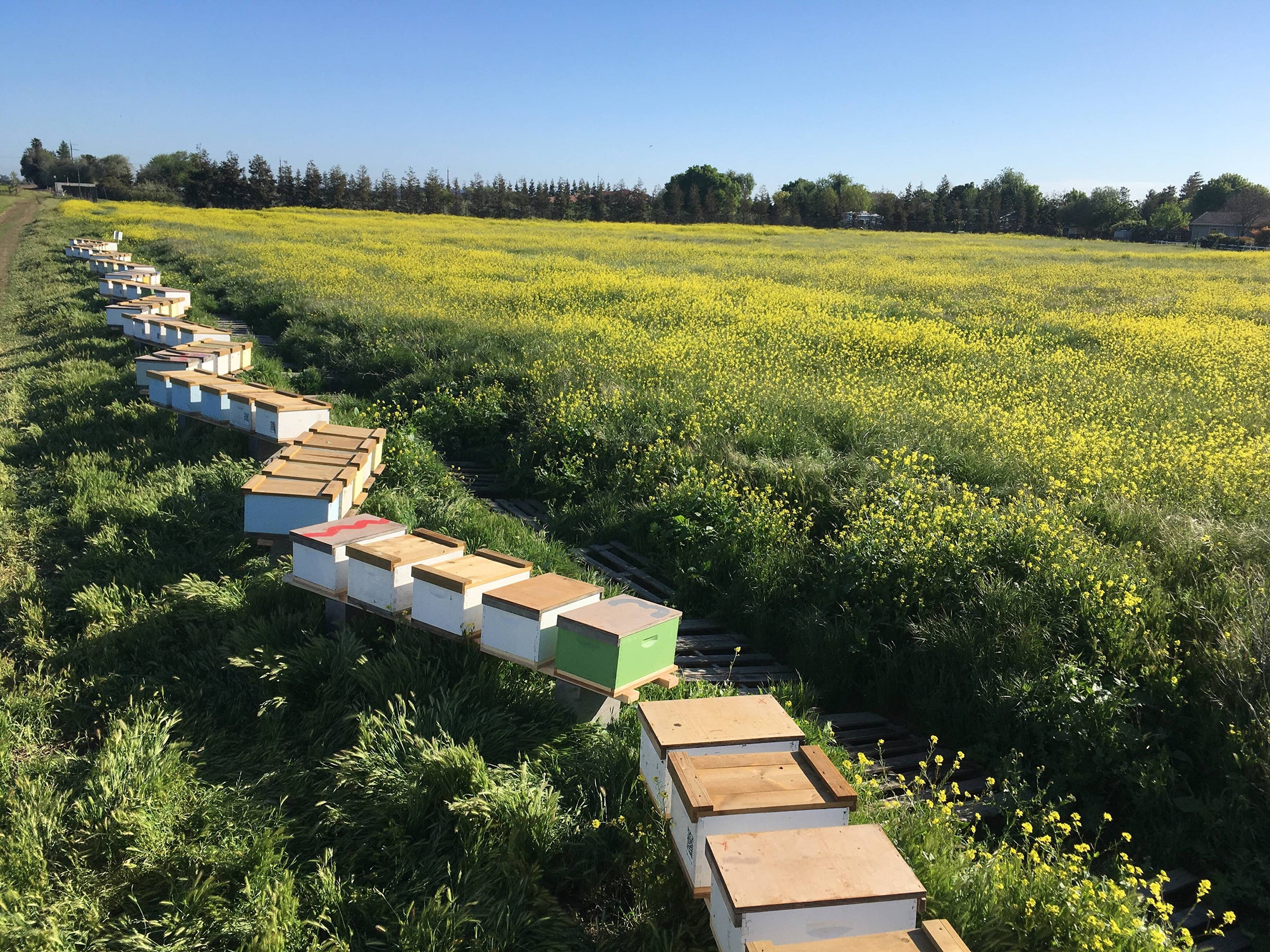 About | Seattle Bee Services
